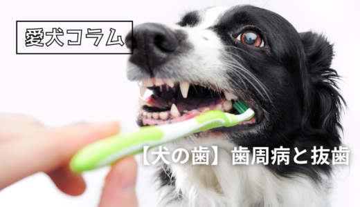 【犬の歯】歯周病と抜歯